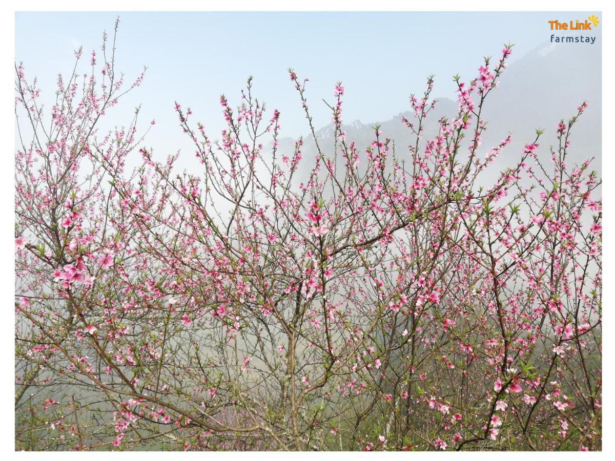The Link Farmstay Sapa Exterior foto